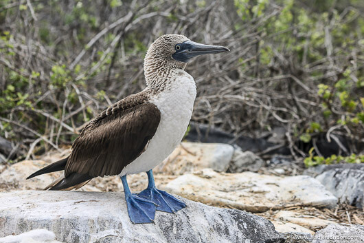 Blue Footed Booby in the Galapagos