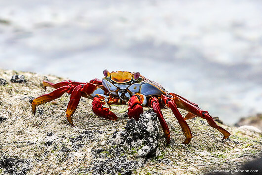 Crab in the Galapagos