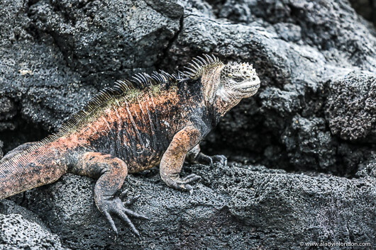 Iguana in the Galapagos