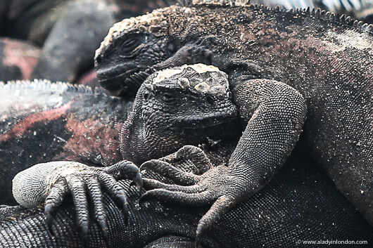 Christmas Iguanas in the Galapagos