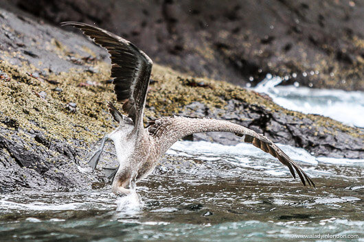 Pelican Fishing in the Galapagos