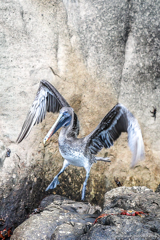 Pelican in the Galapagos