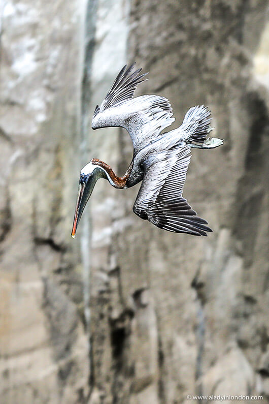 Pelican Flying in the Galapagos