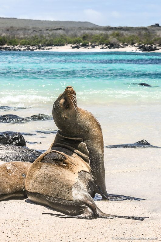 Sea Lion in the Galapagos