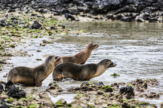 Sea Lions in the Galapagos