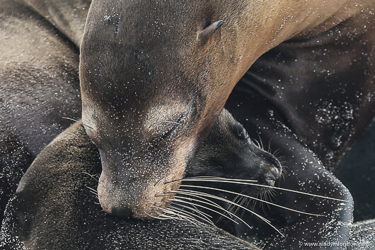 Sea Lions in the Galapagos