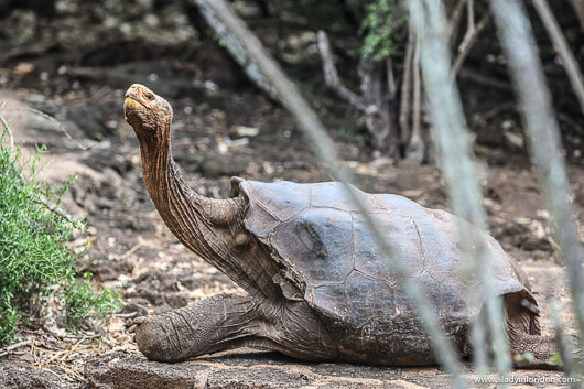 Giant Tortoise in the Galapagos