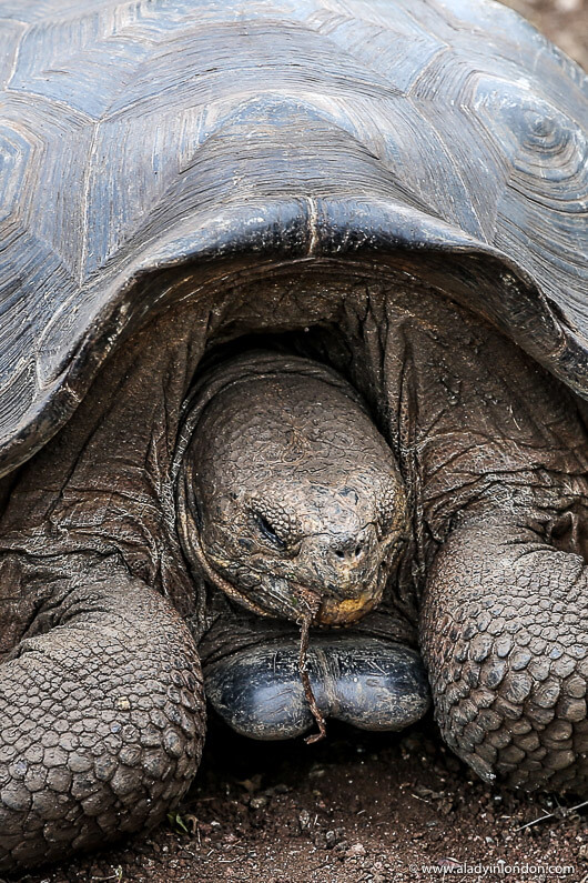 Giant Tortoise in the Galapagos