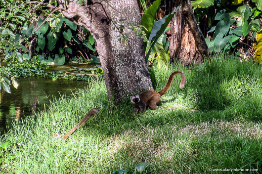 Lemurs at Antananarivo Zoo in Madagascar
