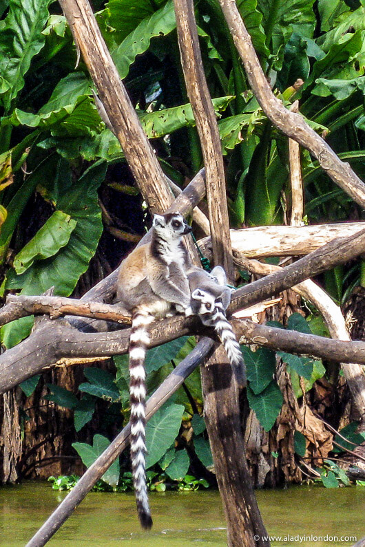 Lemurs at Antananarivo zoo