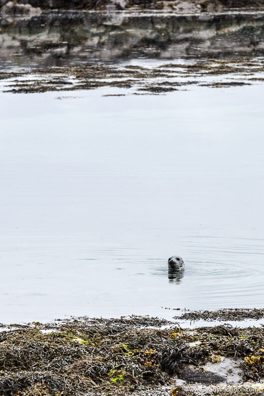 Seal in the Scottish Hebrides