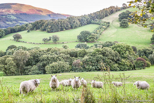 Sheep in Brecon Beacons National Park