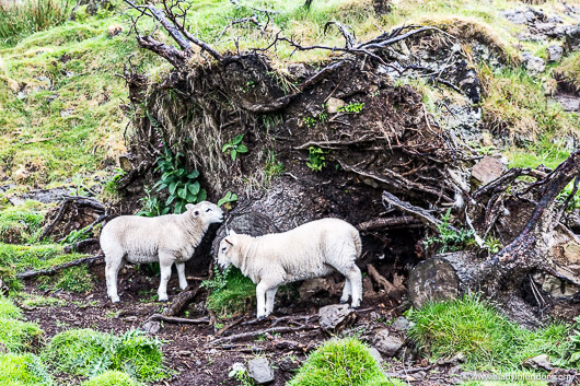 Lambs on the Isle of Muck