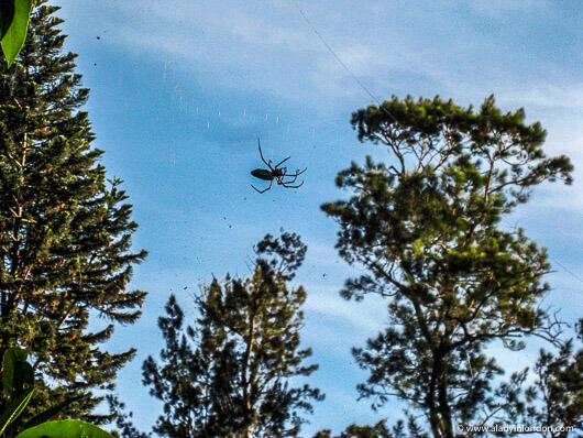 Giant Spider in Madagascar
