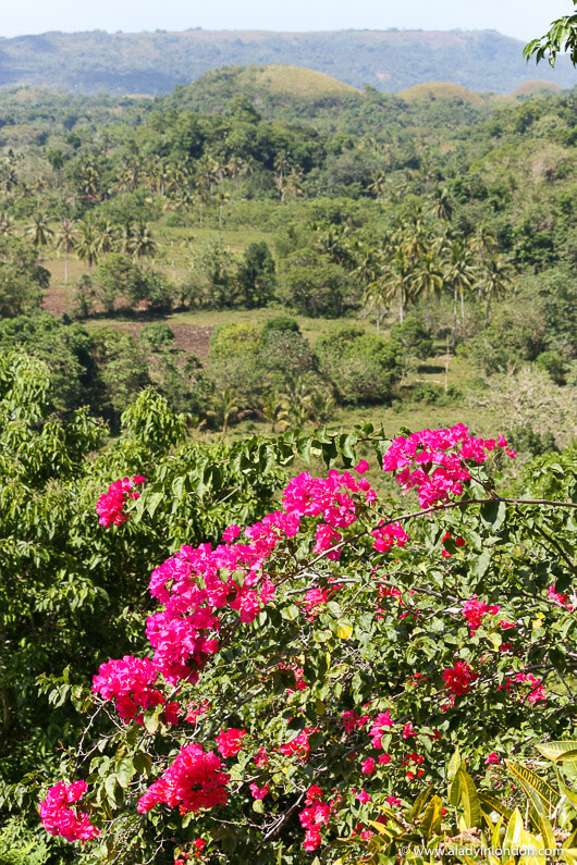 View in Bohol