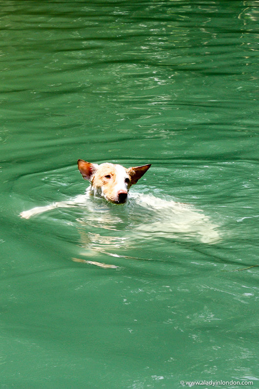 Dog Swimming in a River
