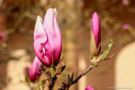 Magnolias in London