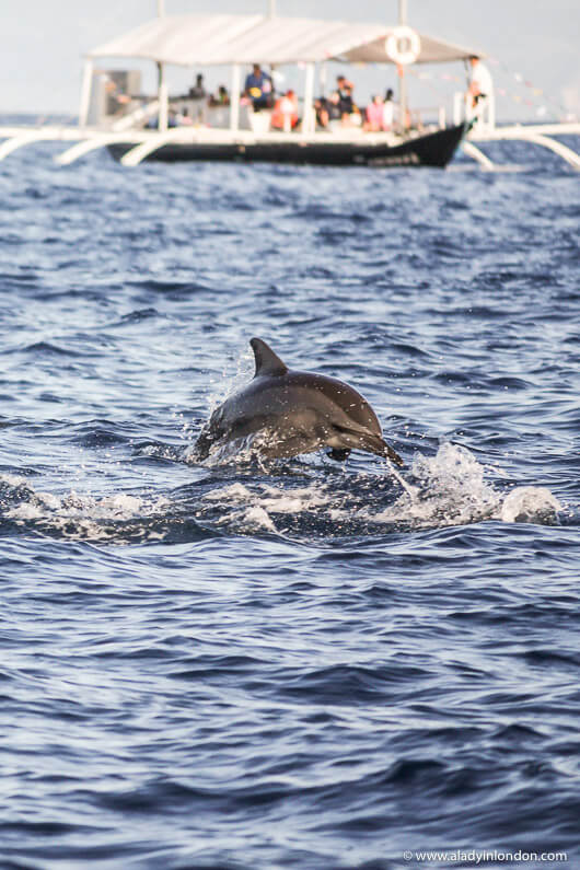 Dolphin in the Philippines