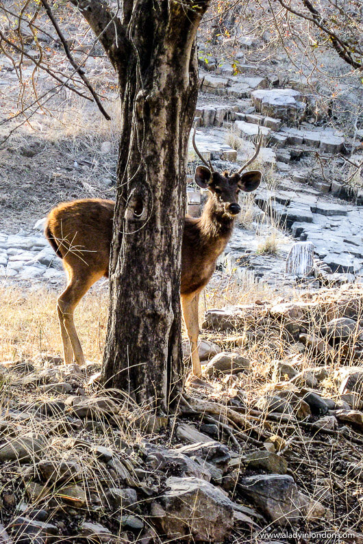 Deer in Ranthambore National Park