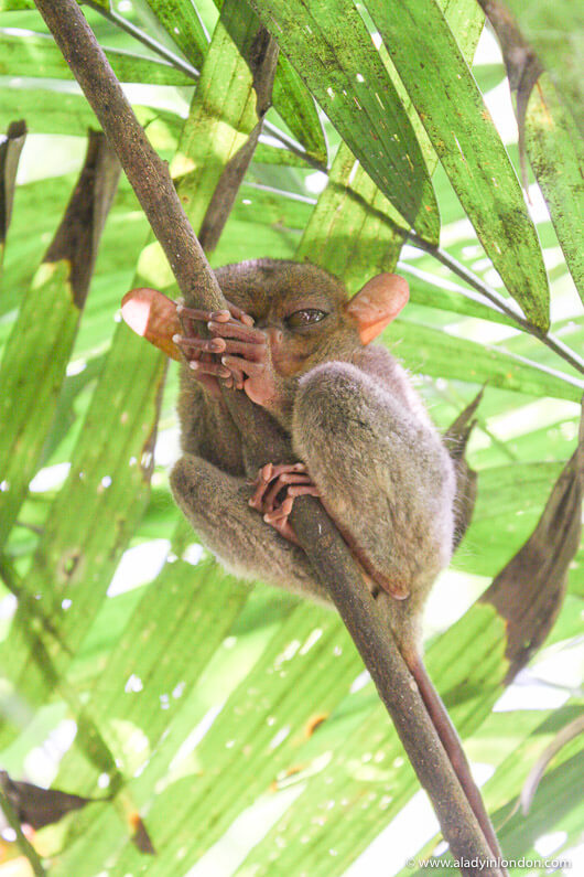 Tarsier in Bohol