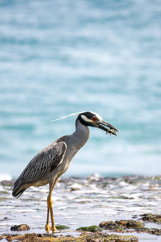 Bird with a Crab in Tobago