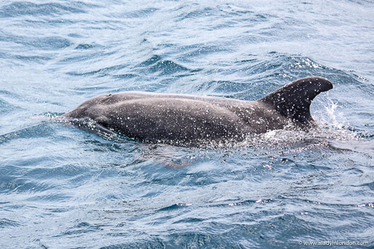 Dolphin in Tobago