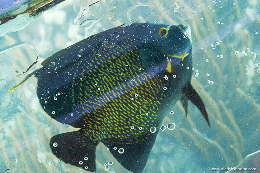 Angel Fish in Buccoo Reef in Tobago