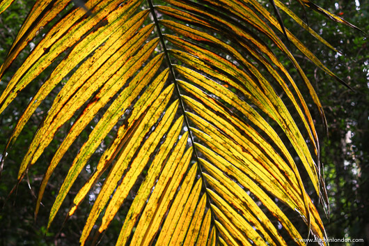 Rainforest in Tobago