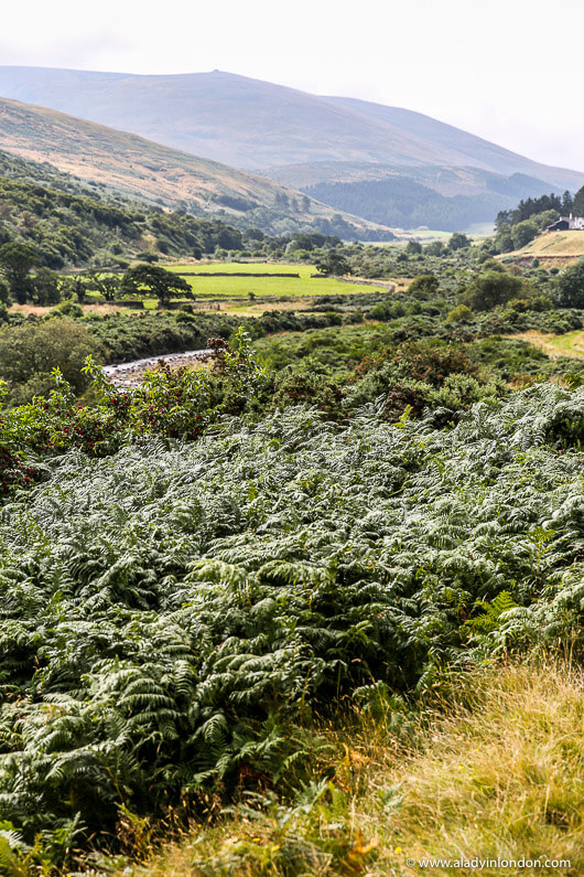 Cheviot Hills, Northumberland