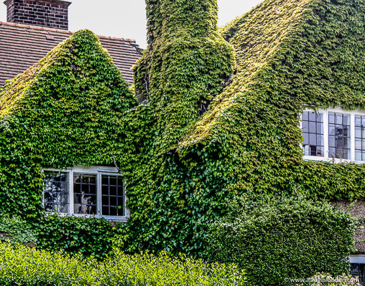 House Covered in Ivy in Hampstead Garden Suburb in London
