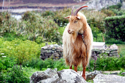 Goat on Bryher, Isles of Scilly