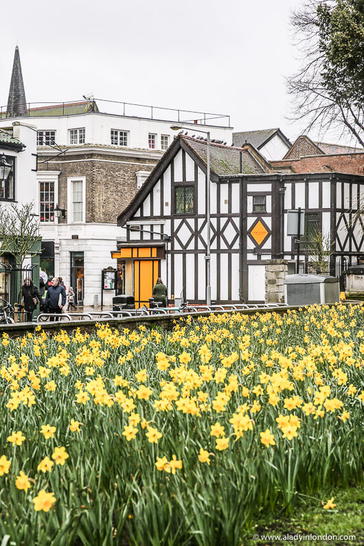 Daffodils in Kingston upon Thames
