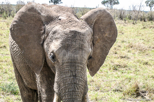 Elephant in the Masai Mara, Kenya