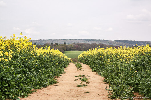 Path in a Mustard Field in Surrey, England