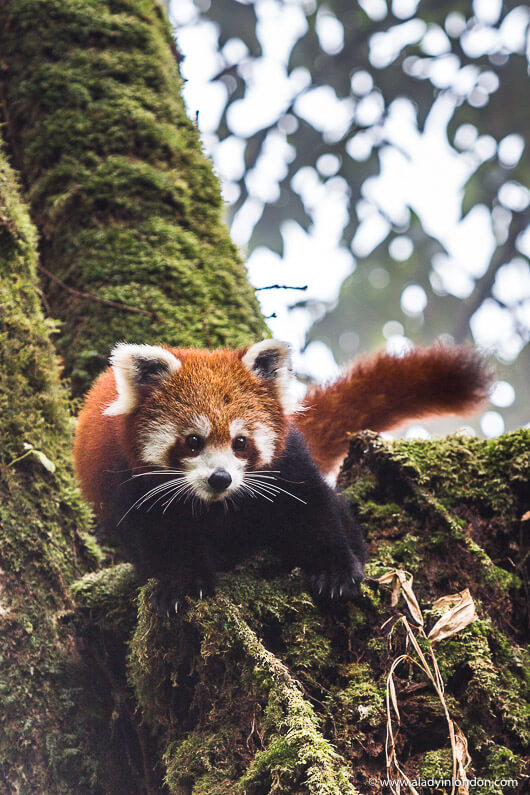 Red Panda in Nepal