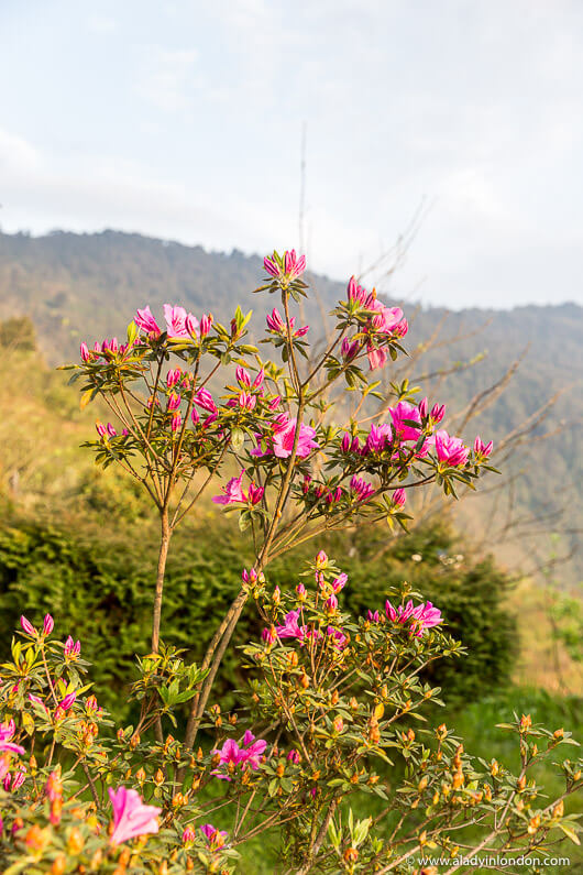Rhododendrons in Nepal