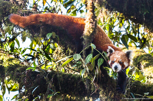 Red Panda in Nepal