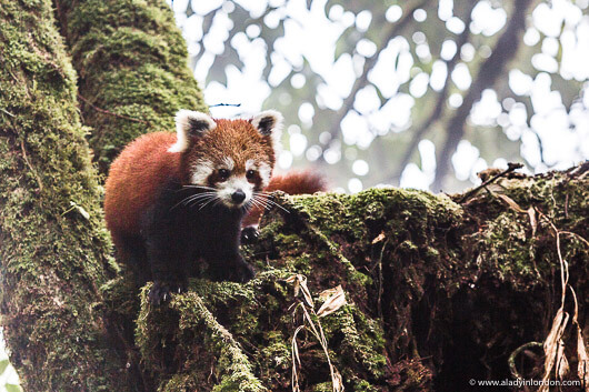 Red Panda in Nepal