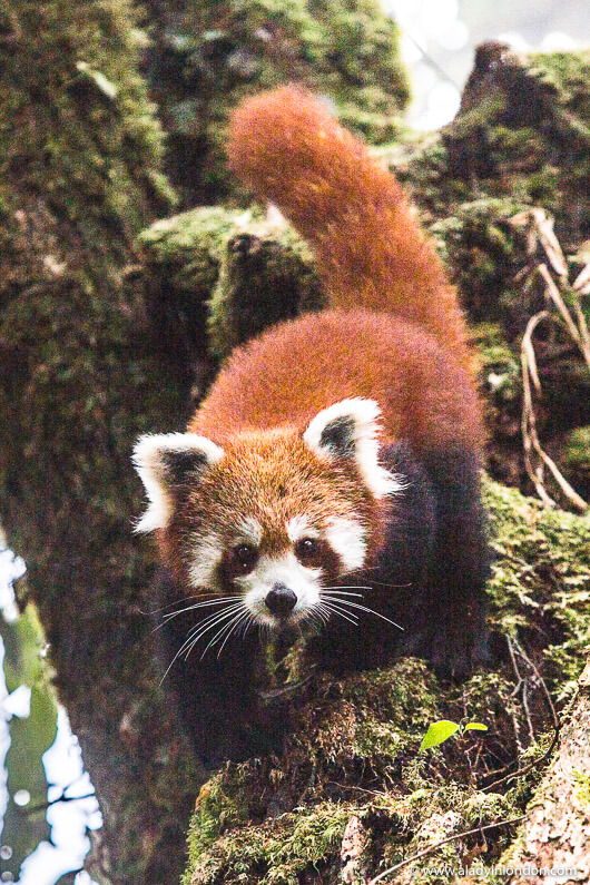 Red Panda in Nepal