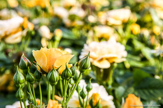 Queen Mary's Rose Garden in Regent's Park