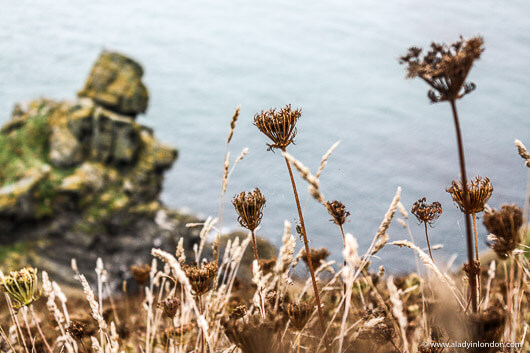 Devon Coast in Salcombe