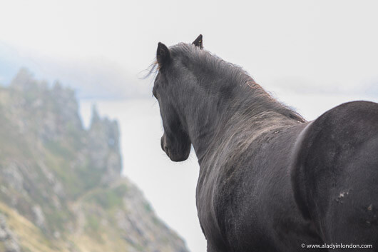 Horse in Salcombe, Devon