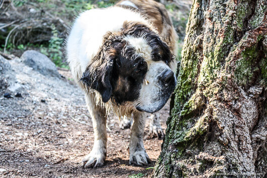 St Bernard in the Swiss Alps