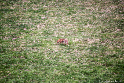 Fox in a Field in Peaslake, Surrey, England