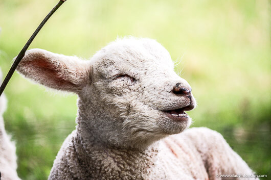 Yawning Lamb in Surrey, England