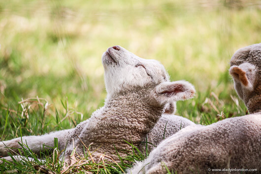 Lambs in a Field in Surrey, England