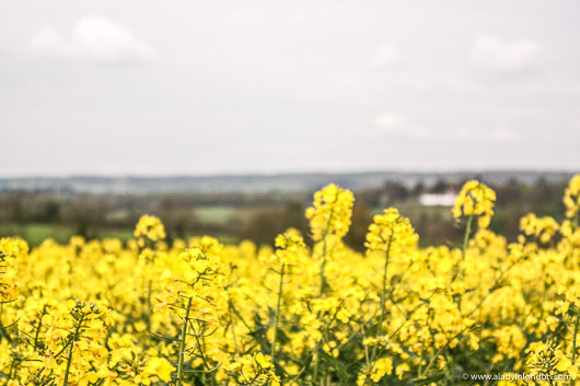 Yellow Mustard Field near Peaslake in Surrey, England
