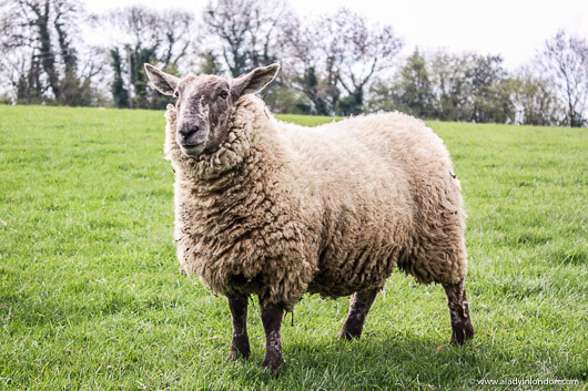Large Sheep in Surrey, England
