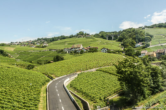 Vineyards in Switzerland