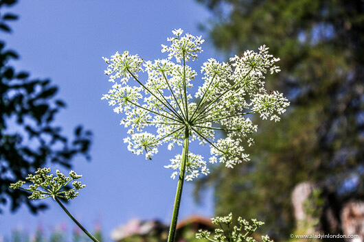 Wild Flowers in Nendaz, Switzerland